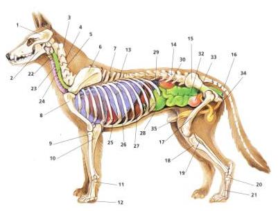 Anatomia psa